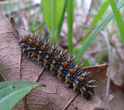 bruco da identificare 2